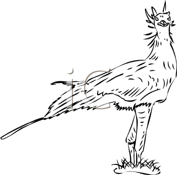 Bird Clipart