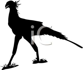 Bird Clipart