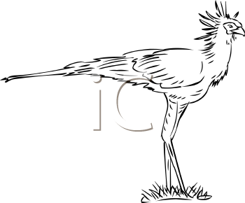 Bird Clipart