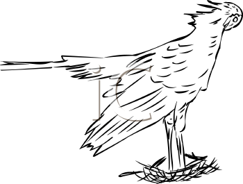 Bird Clipart