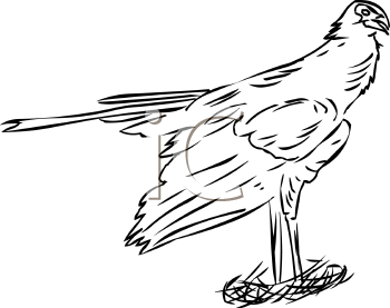 Bird Clipart