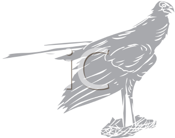 Bird Clipart