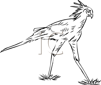 Bird Clipart