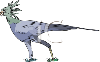 Bird Clipart