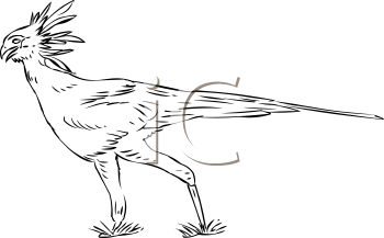 Bird Clipart