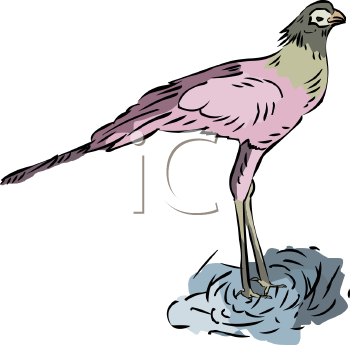 Bird Clipart