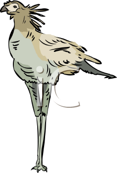 Bird Clipart