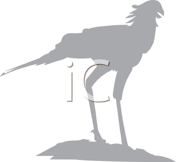 Bird Clipart