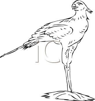 Bird Clipart