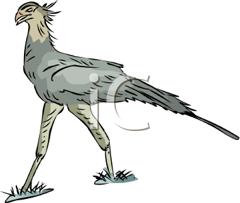 Bird Clipart