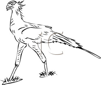 Bird Clipart