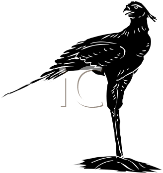 Bird Clipart