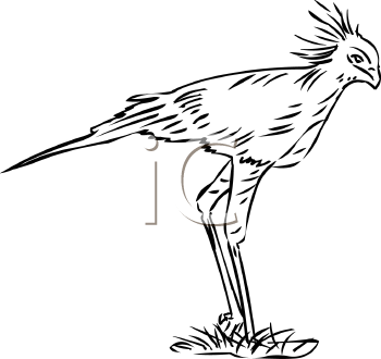 Bird Clipart