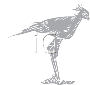 Bird Clipart