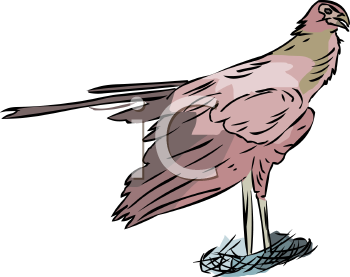 Bird Clipart