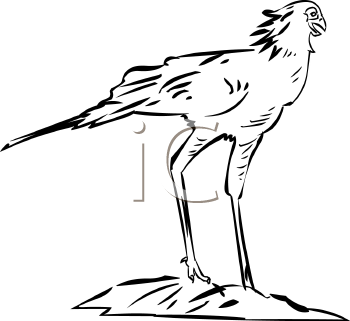 Bird Clipart