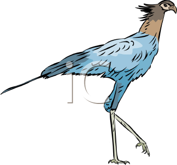 Bird Clipart