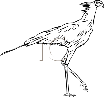 Bird Clipart