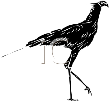 Bird Clipart