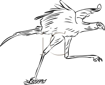 Bird Clipart