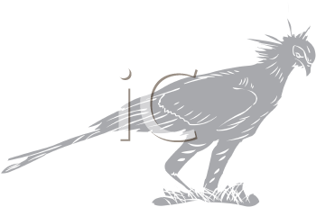 Bird Clipart