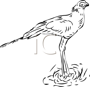 Bird Clipart