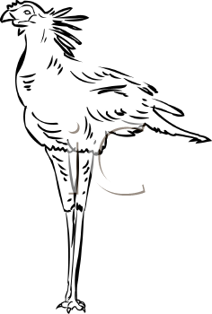 Bird Clipart