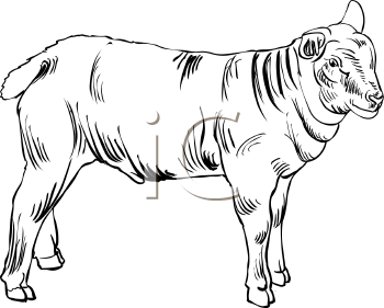 Farm Animal Clipart