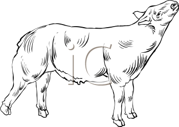 Farm Animal Clipart