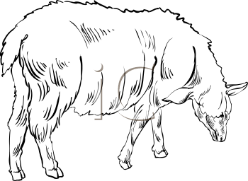 Farm Animal Clipart