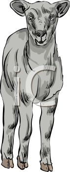 Farm Animal Clipart