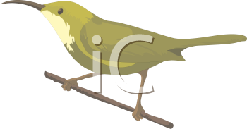 Bird Clipart