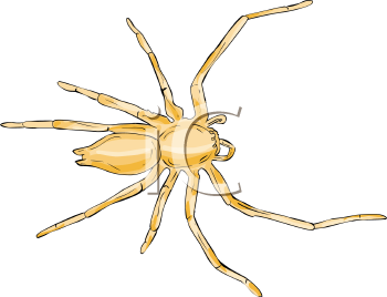 Arachnid Clipart