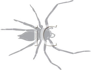 Arachnid Clipart