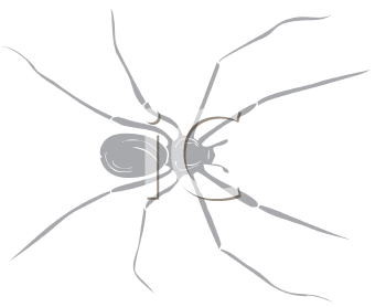 Arachnid Clipart