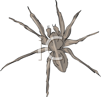 Arachnid Clipart