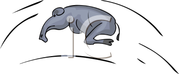 Mammal Clipart