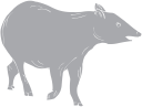 Mammal Clipart