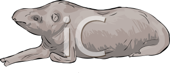 Mammal Clipart