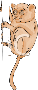 Primate Clipart