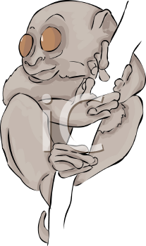 Primate Clipart