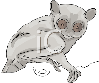 Primate Clipart