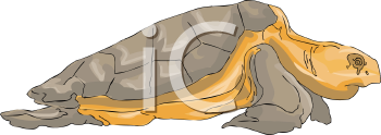 Reptile Clipart