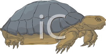 Reptile Clipart