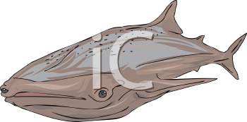 Fish and Sealife Clipart