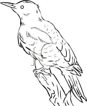 Bird Clipart