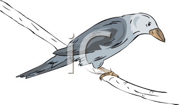 Bird Clipart