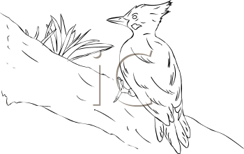 Bird Clipart