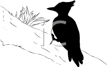 Bird Clipart