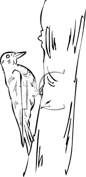 Bird Clipart